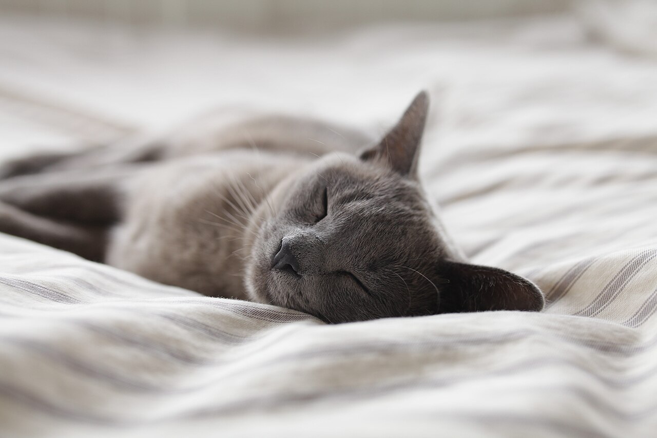 A grey cat asleep on white sheets